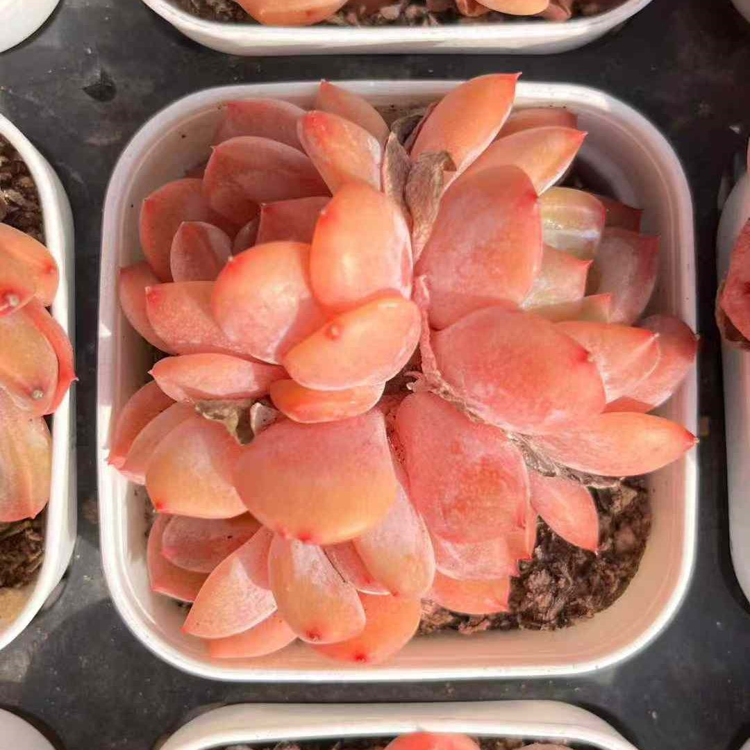 24176 アイス・スピリットHyb