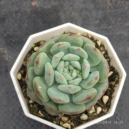 XS619 ハニーxホワイトファット （6.5cm pot）