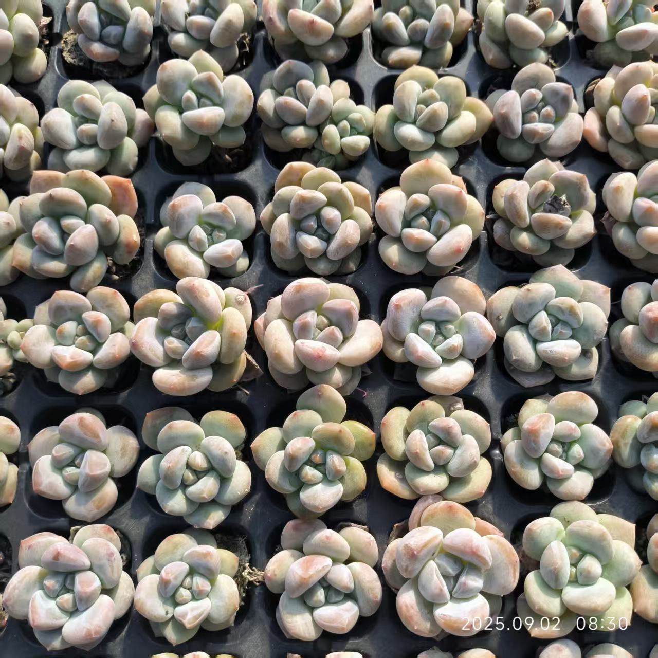 21739 フレグランス ドリーム（3cm pot）（ポット苗）