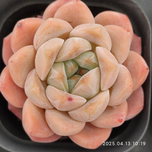 LMM388 ローンリー　ハート Hyb（7 cm pot）