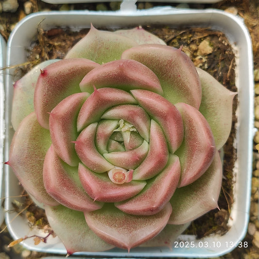 XQ1301 レッド グロー ジェニー （7cm pot）
