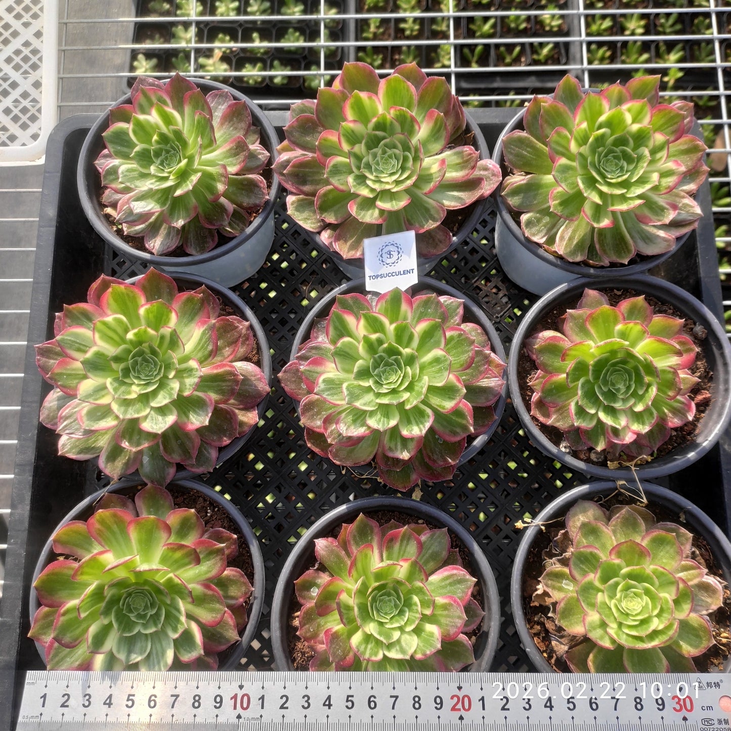 26092 カロフル　ランターンズ