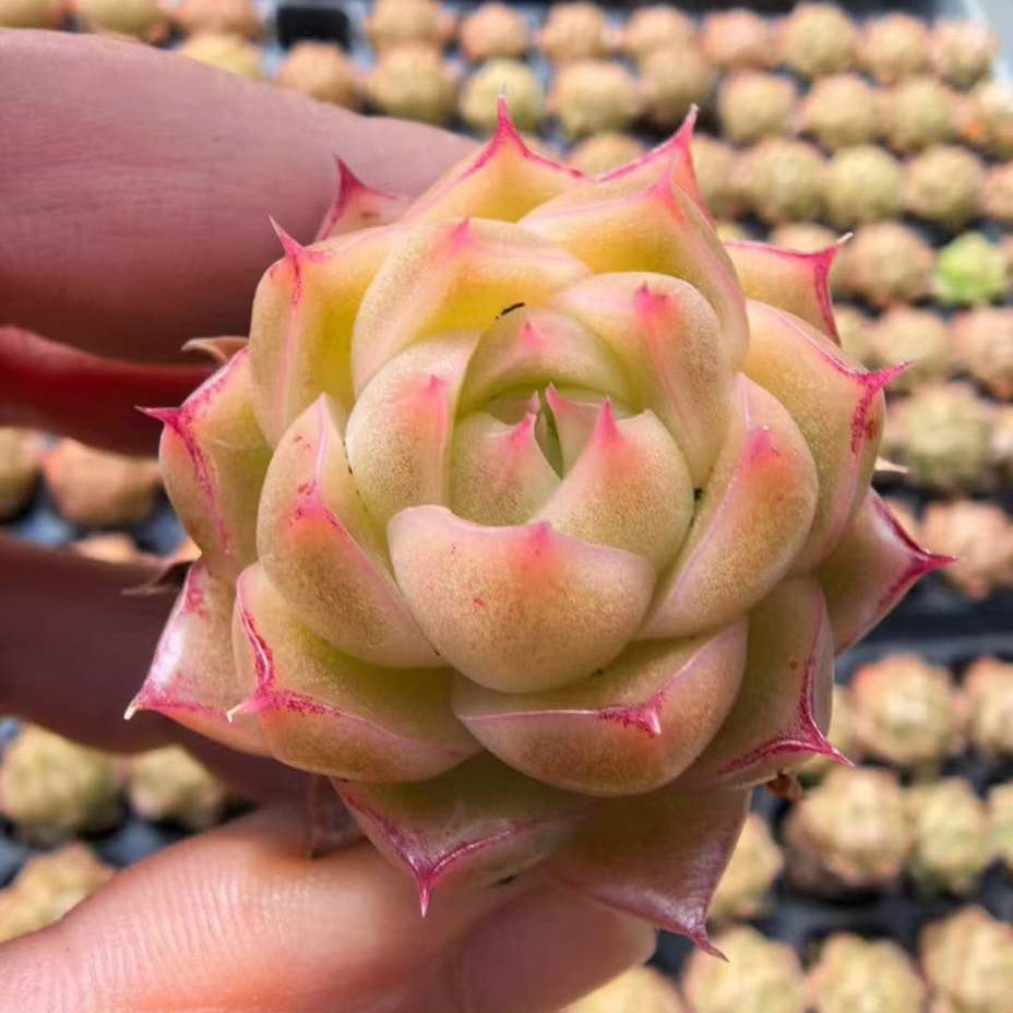 23527 スノー　マウンティン（3cm pot）