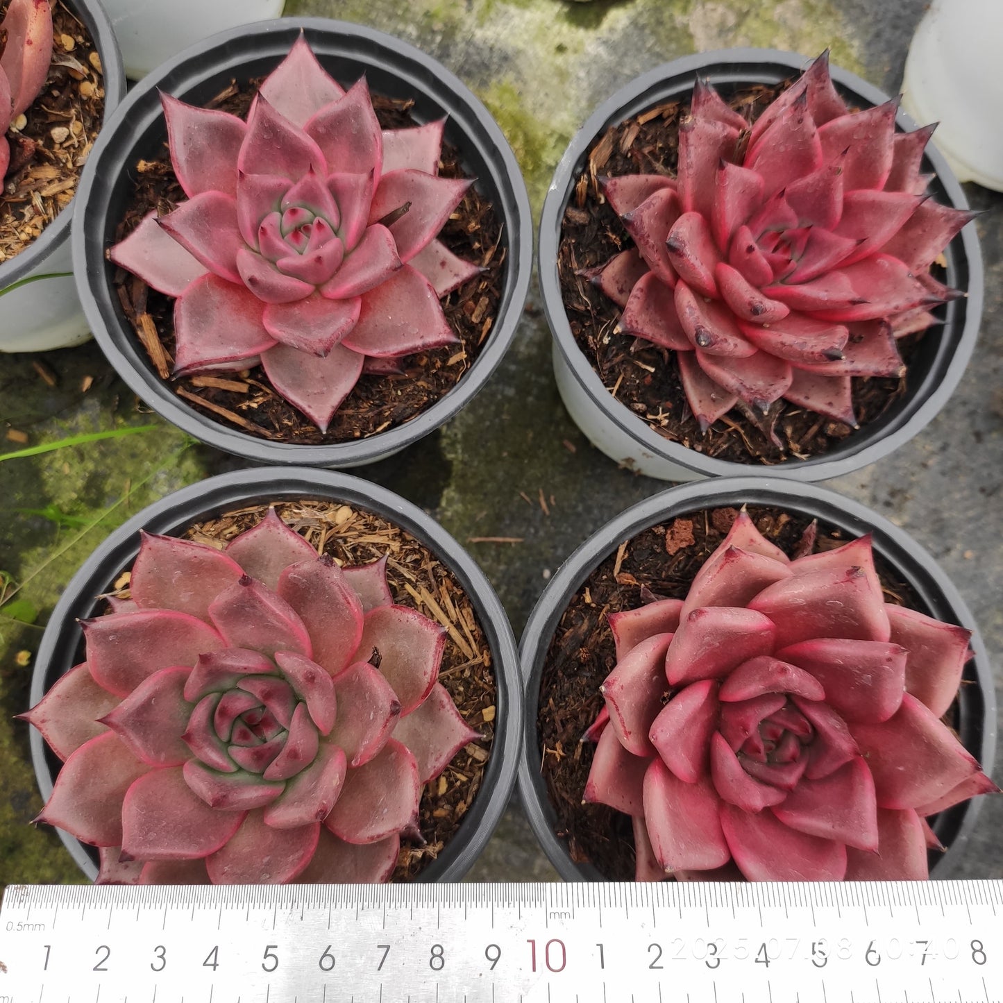 DQ129 ブラッドロメオ（12cm pot）
