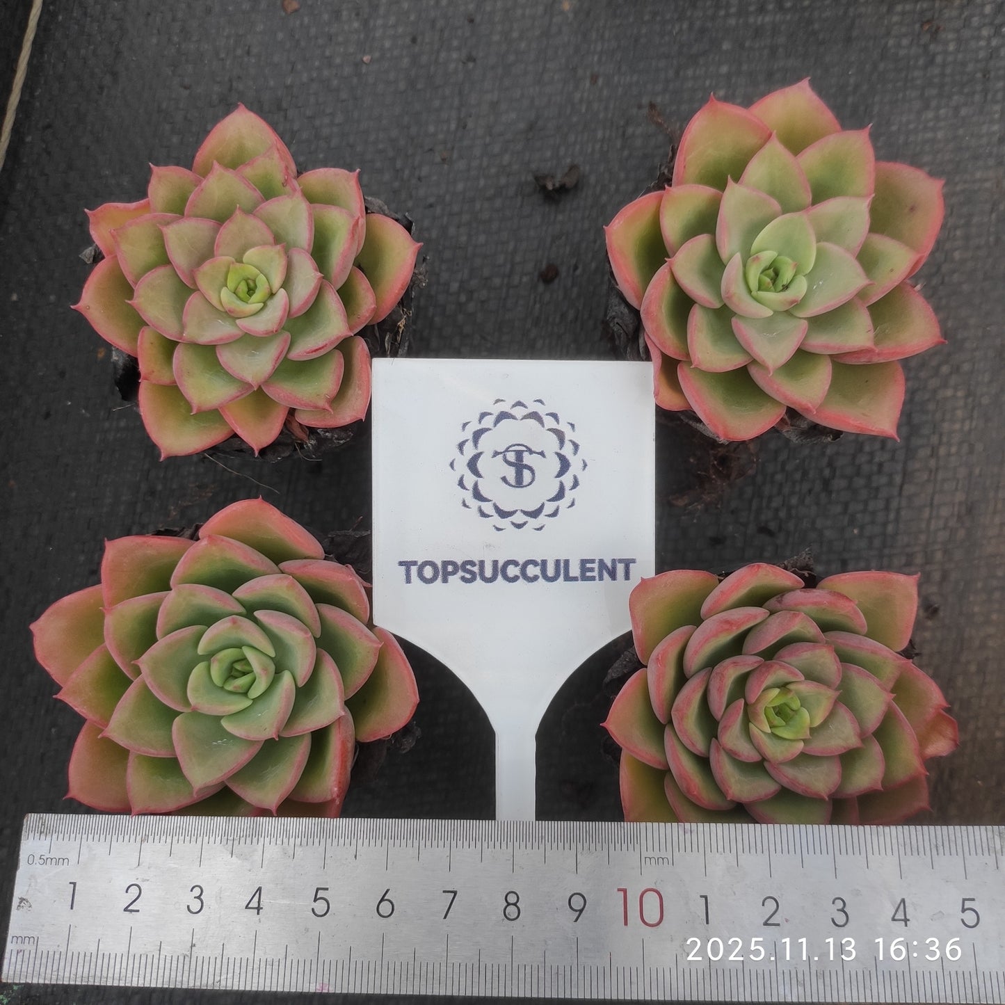 22494  ノーブル（5.5cm pot）