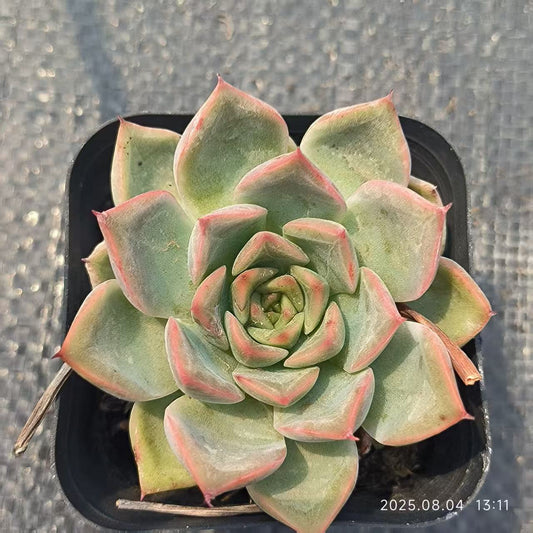 XS617 スウィーツプリンセス（6.5cm pot）