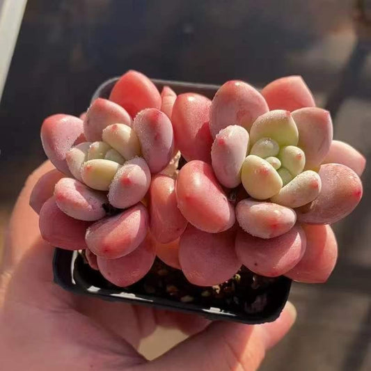 25201 レジェンド