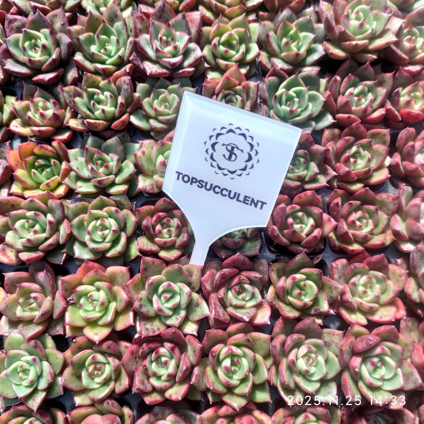 21737 レッドピーチ ビューティー（3cm pot）（ポット苗）