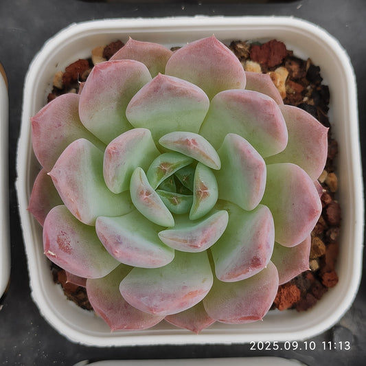 HG066 アメイジング　グレース x クリスタル（7cm pot）