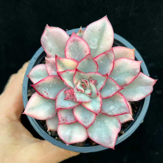 21327 エスター錦（9cm pot）