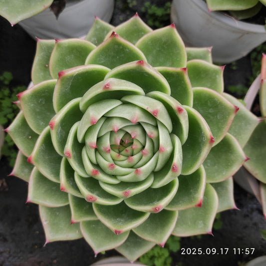 NGN718 ブルードラゴン（16cm pot）