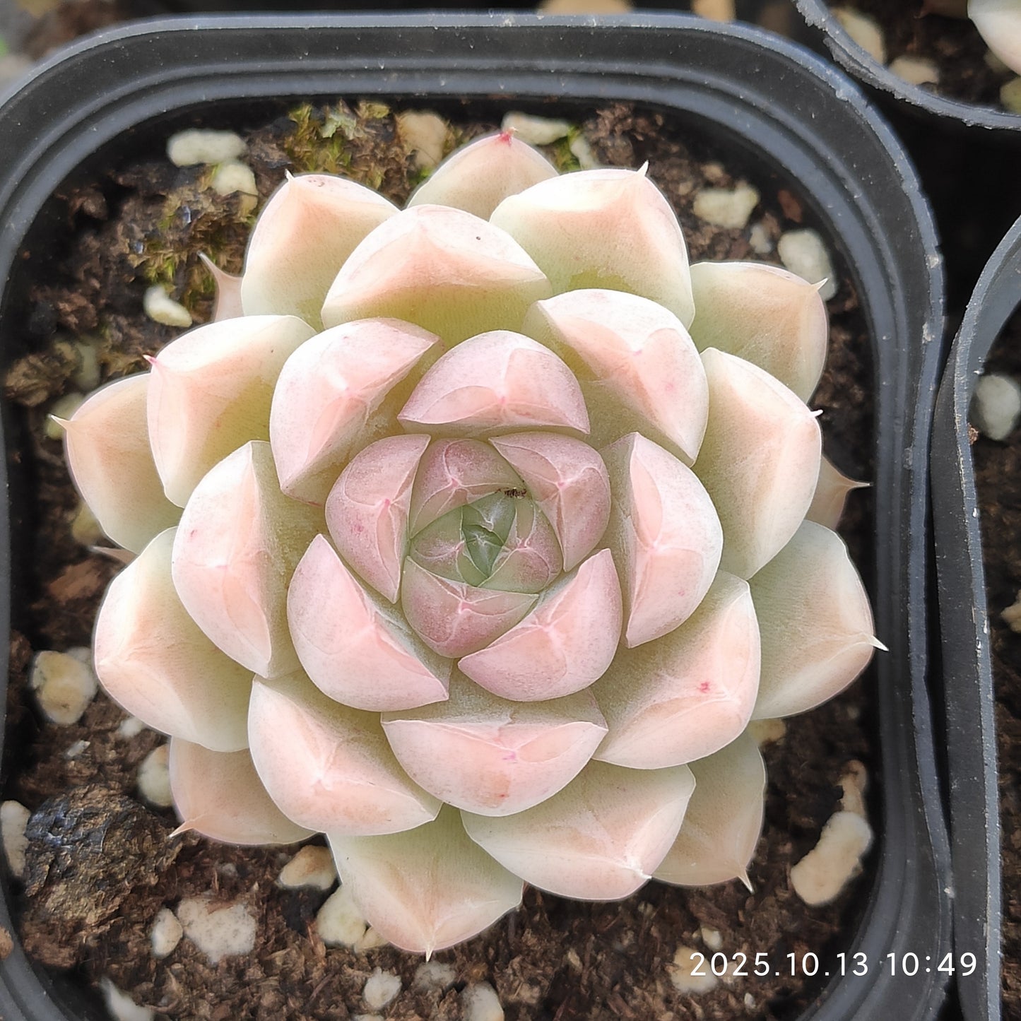 QN775 クイーンローズ（6.5cm pot）