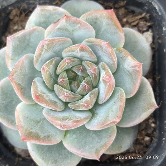 HC130 新品種　オレンジモンロー　Hyb （6.5cm pot）
