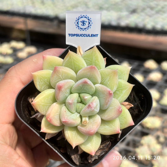 25657 ライム ビューティー