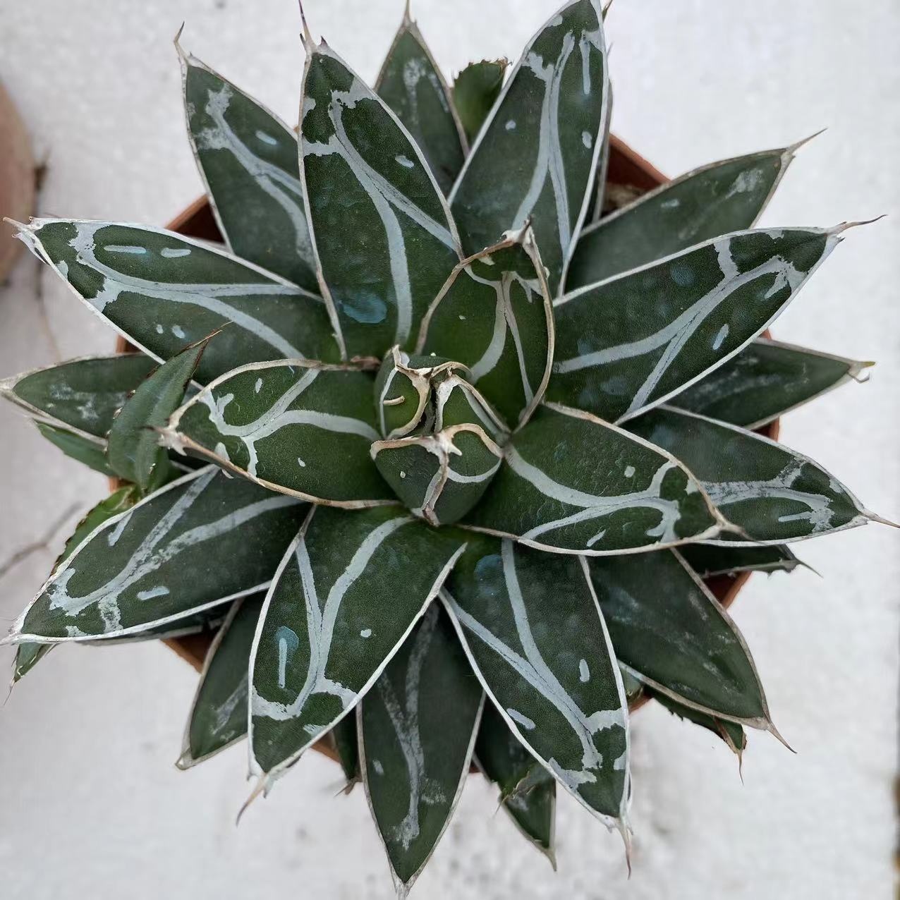 ZL045  笹の雪（9cm pot）