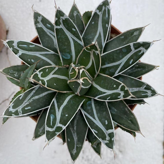 ZL045  笹の雪（9cm pot）