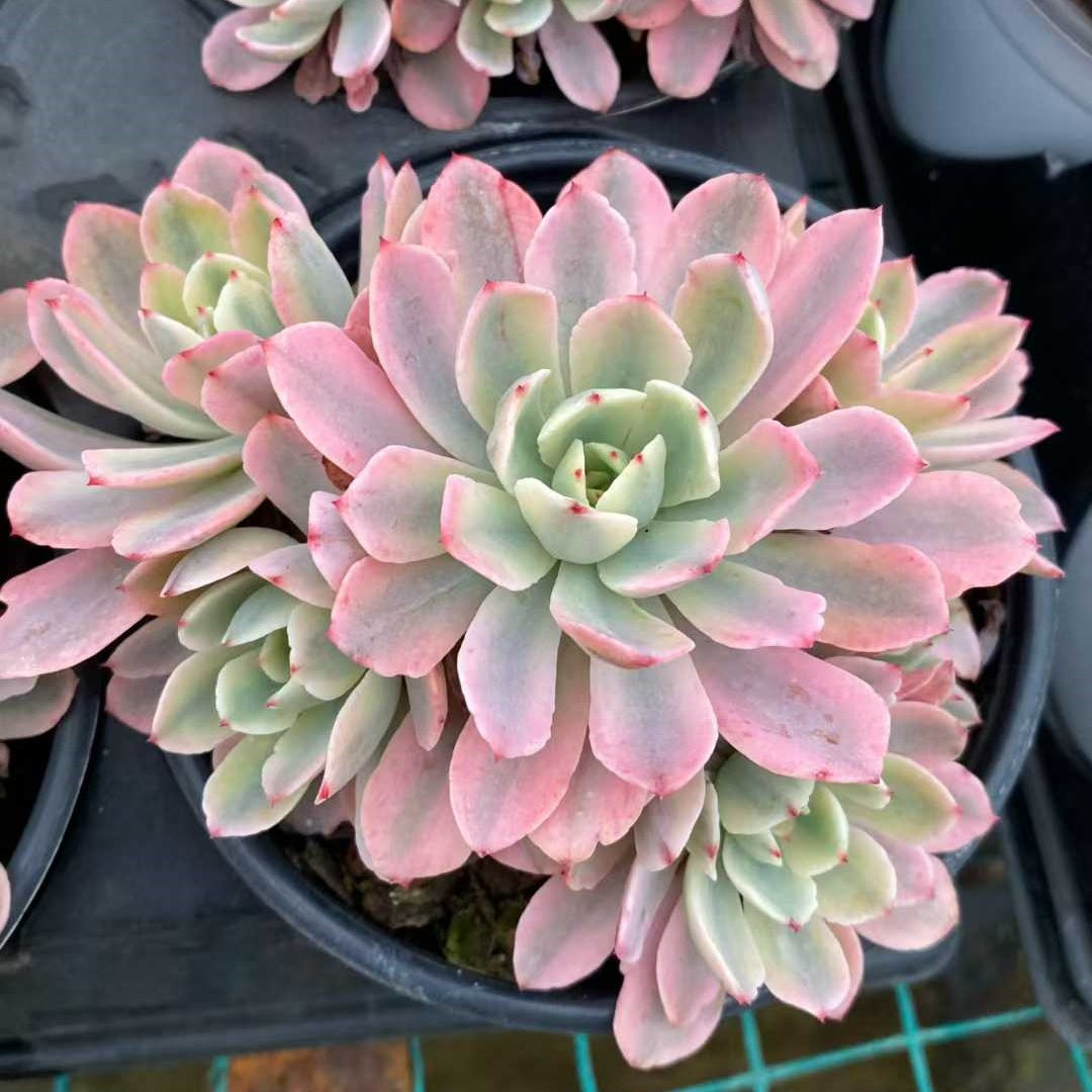 24826 ホルウェイ錦