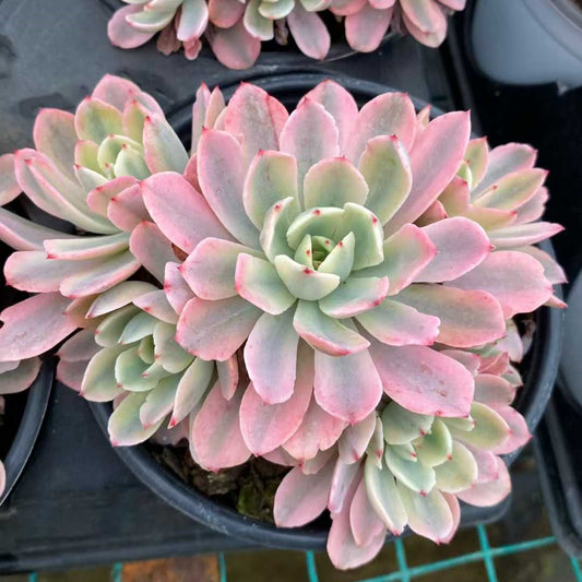 24826 ホルウェイ錦