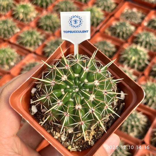 21848 獅子王丸（7.5cm pot）