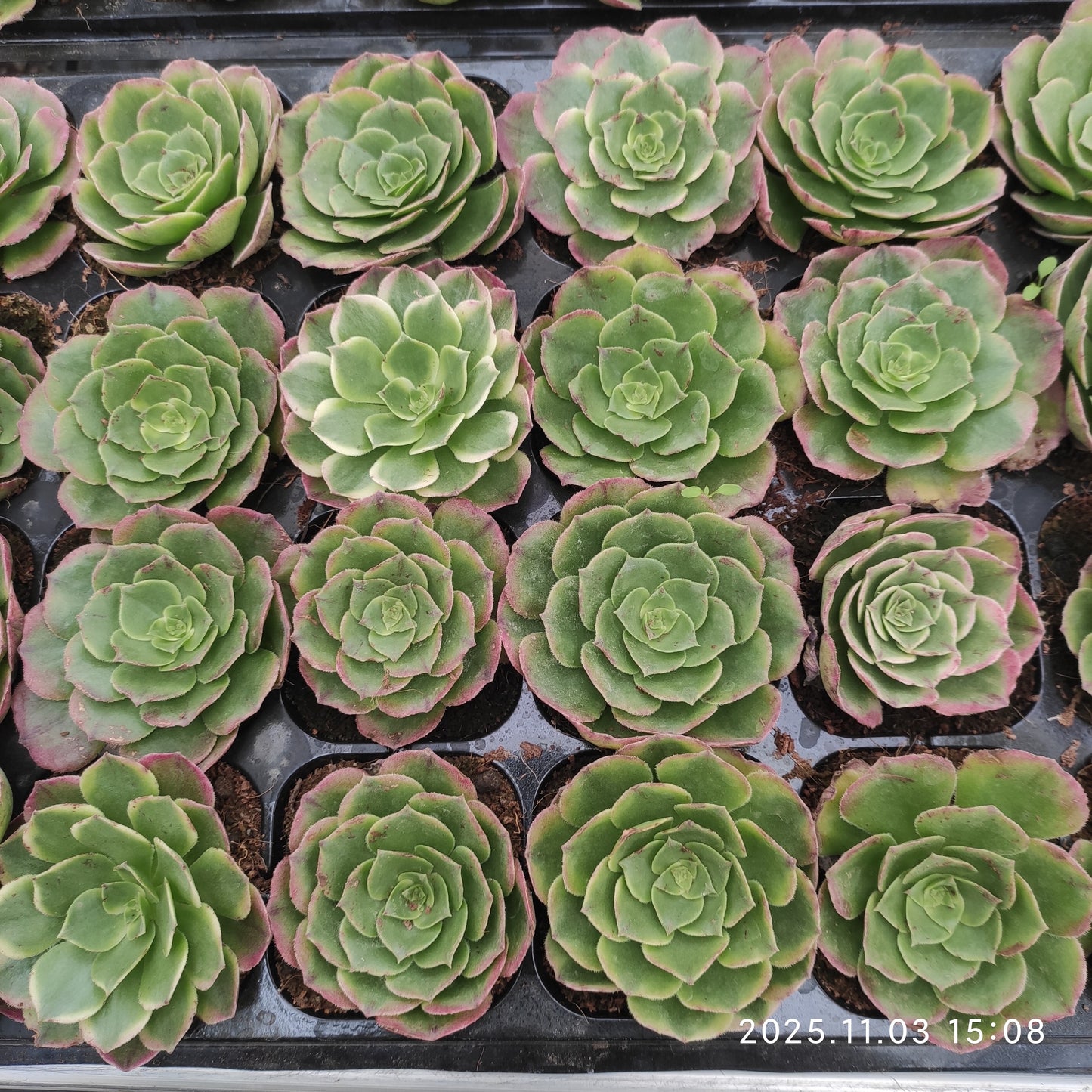 22302 アエオニウム　シーキング（6cm pot）