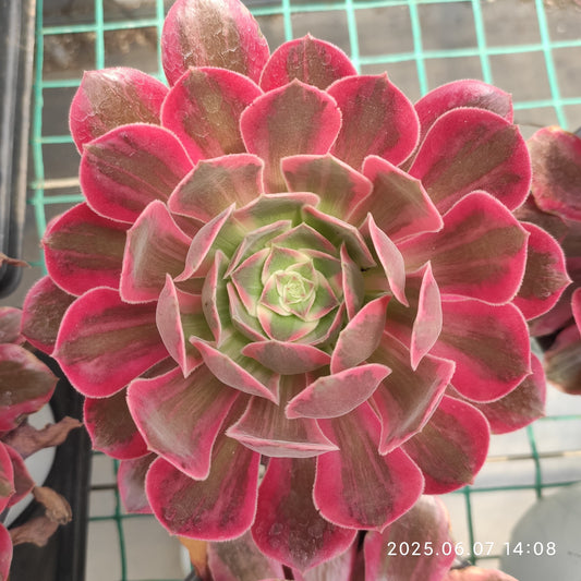 MMY1203 アエオニウム ウォッシュシルク（12cm pot）