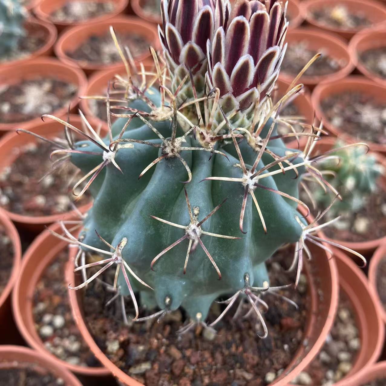 ZL537 アンシナタズ（6.5cm pot）