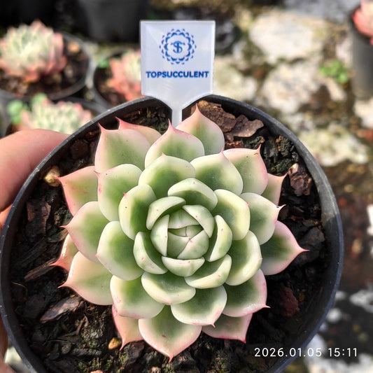 21201 バタフライ錦