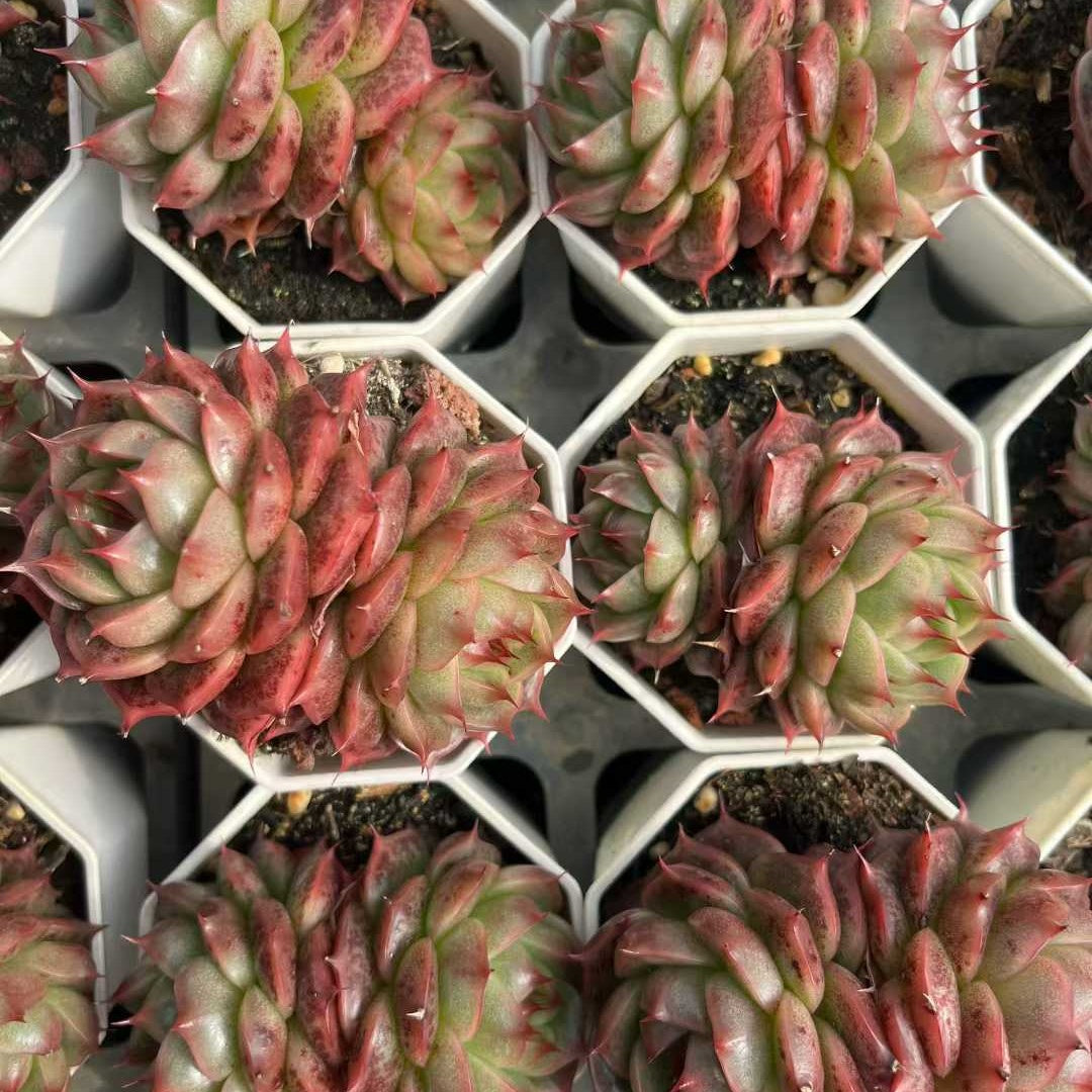 26184 ベラー　アイラッシュ