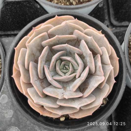 MMY872 スター　ルキナ（12cm pot）