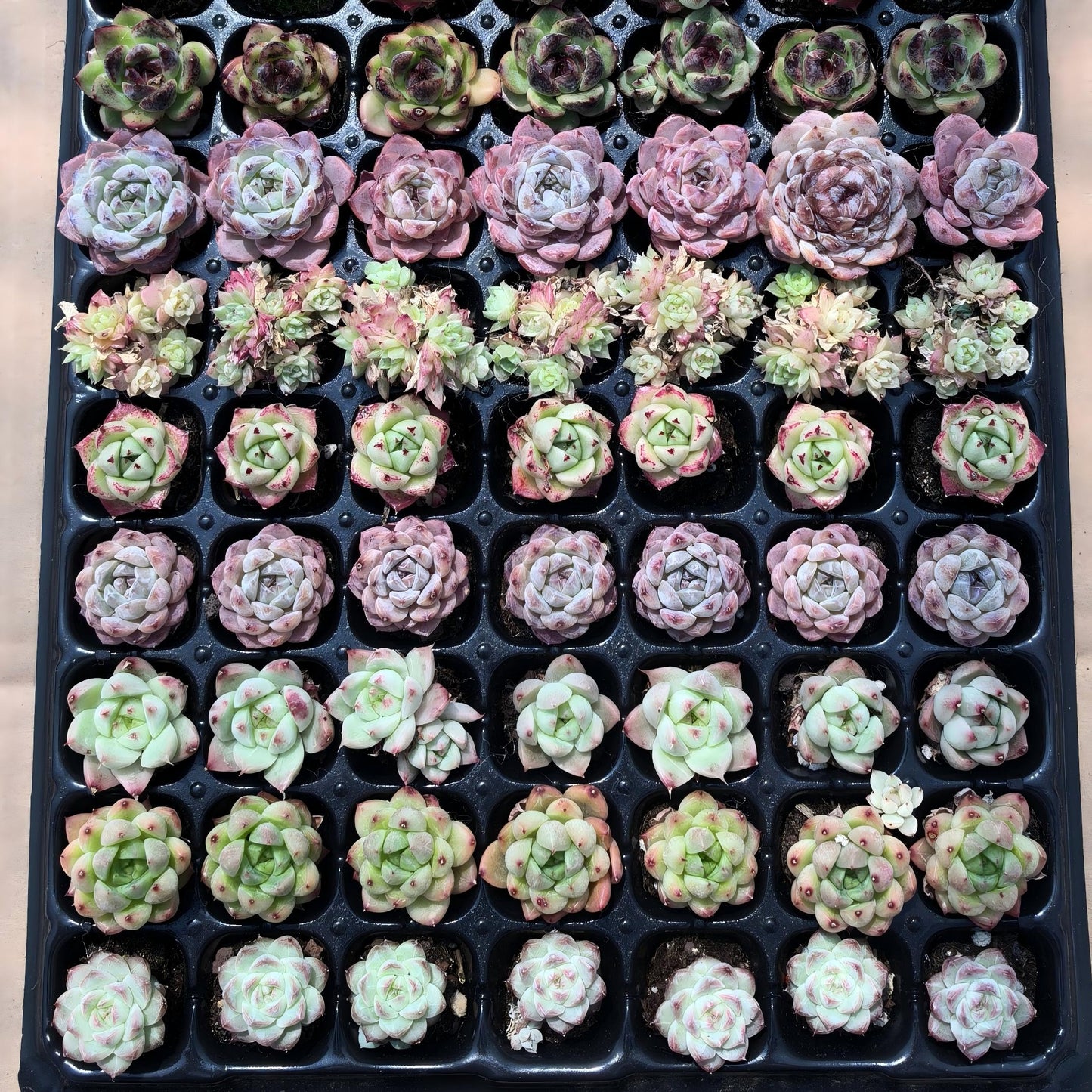 105穴鍼灸プレートの組み合わせ 20