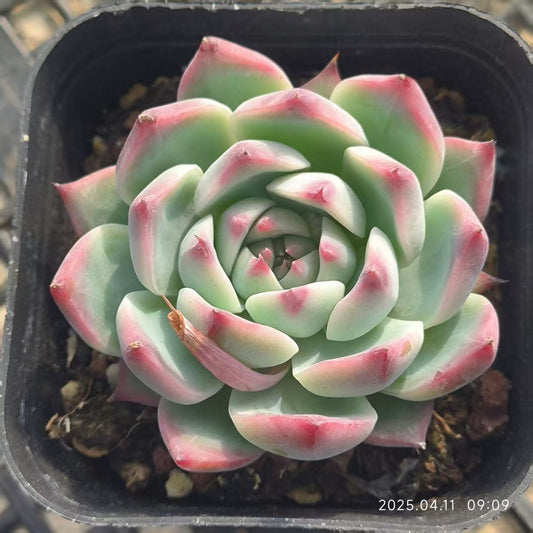 RDD283 コロラータ (5cm pot)