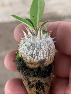 FGY022 パキポディウム ブレビコール デンシフローラム (2cm pot)葉がなし