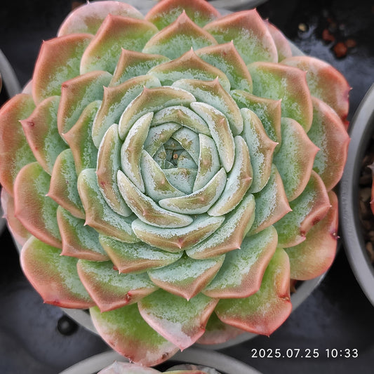 NGN267 ピュアラブ (9cm pot)