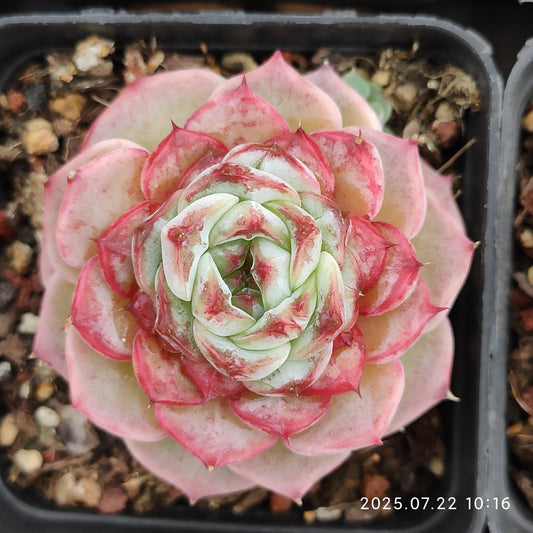RC025 レッドベルベット（7cm pot）