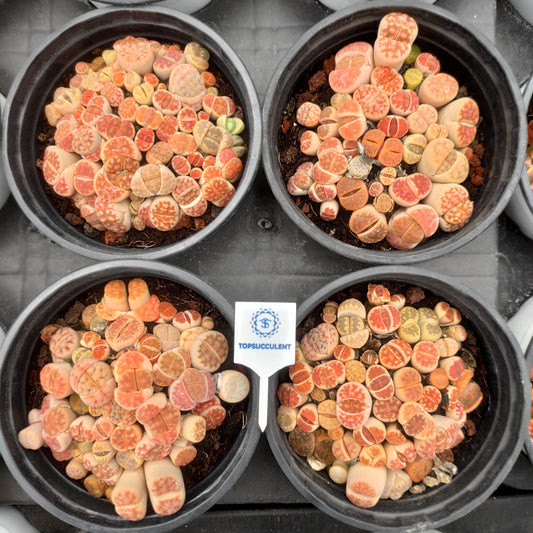 15316 リトープス　ミックス