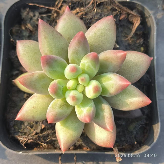 LG495 エンジェルスフィンガー（6.5cm pot）