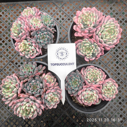 22805 ブルーエルフ錦（9cm pot）