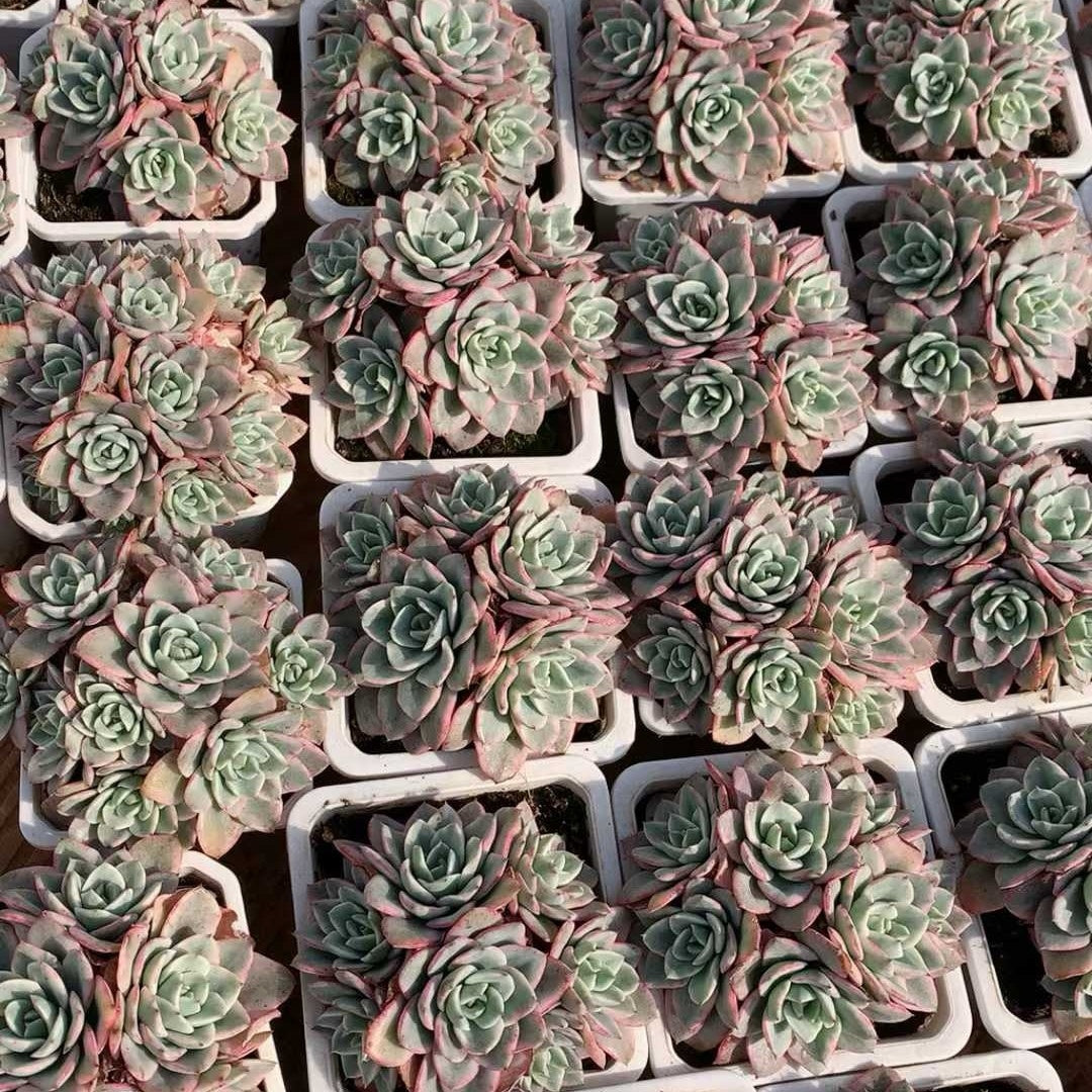 24120 ピーチス＆クリーム錦