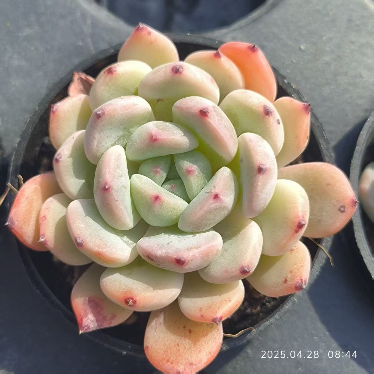 JC050 ビヨンテ (5cm pot)