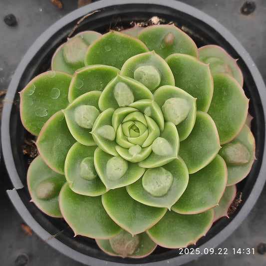 LB061 ロンギシマドロップス（9cm pot）