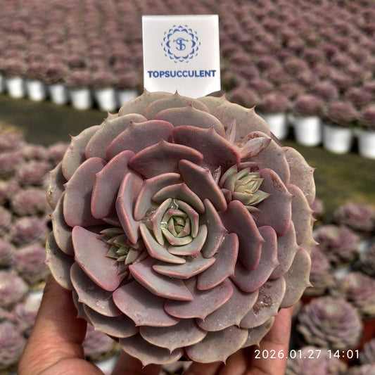 18834 ピンクバタフライ