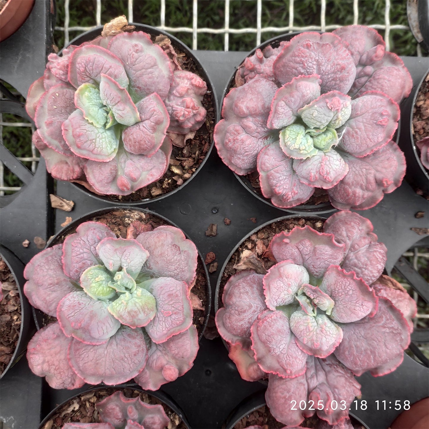 ZZA136 バロンボールド（11cm pot）