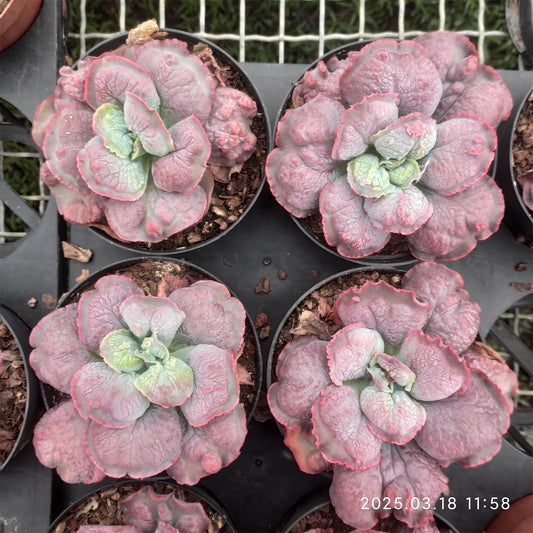 ZZA136 バロンボールド（11cm pot）
