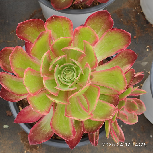 YF411 ウォッシュ　シルク （15cm pot）