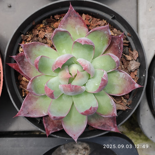 ZZA343 カシオ（11cm pot）