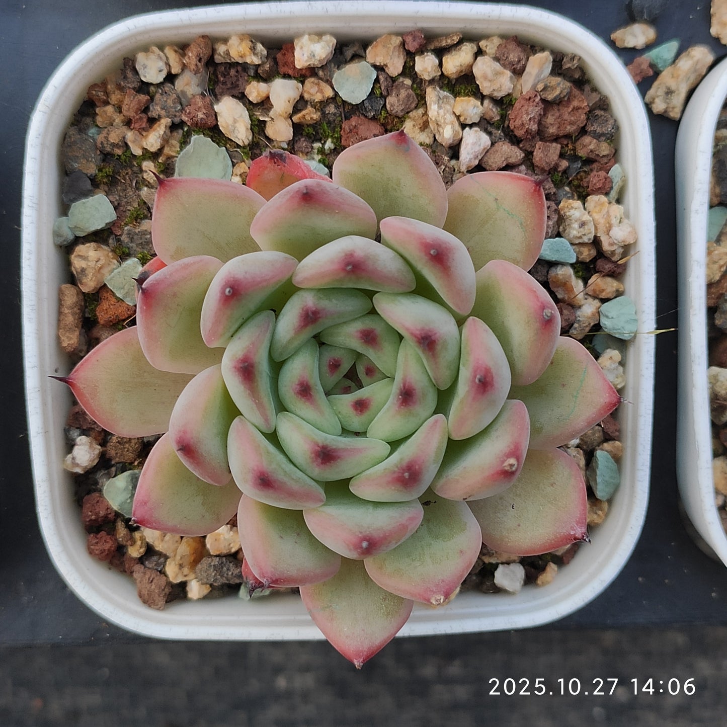 HG067 アメイジング　グレース x サックヤング（7cm pot）