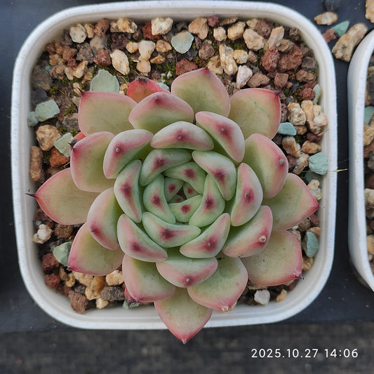 HG067 アメイジング　グレース x サックヤング（7cm pot）