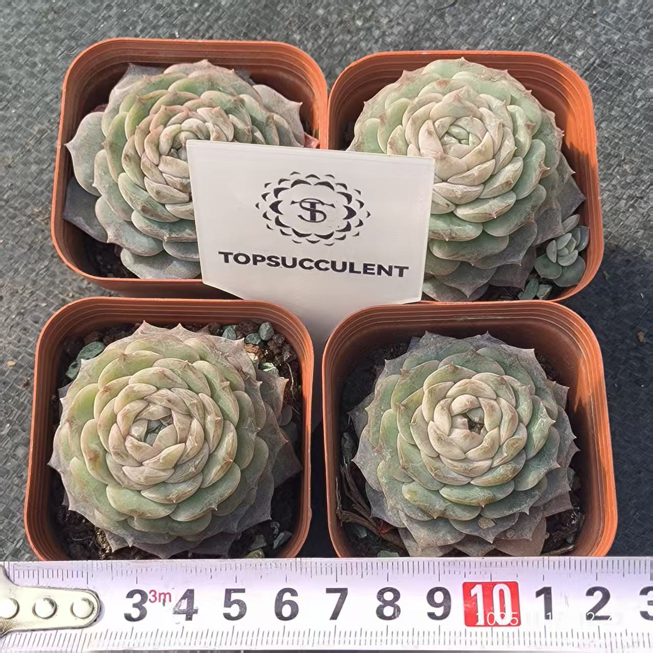 T0382 ピュアラブ（6.5cm pot）