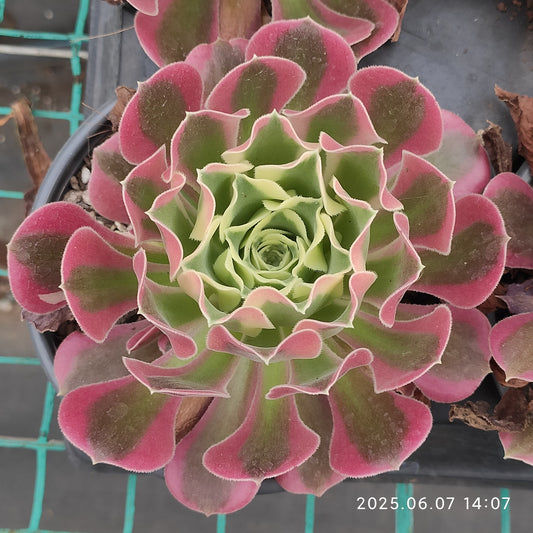 MMY1202 アエオニウム　ホワイトフェニックス（12cm pot）