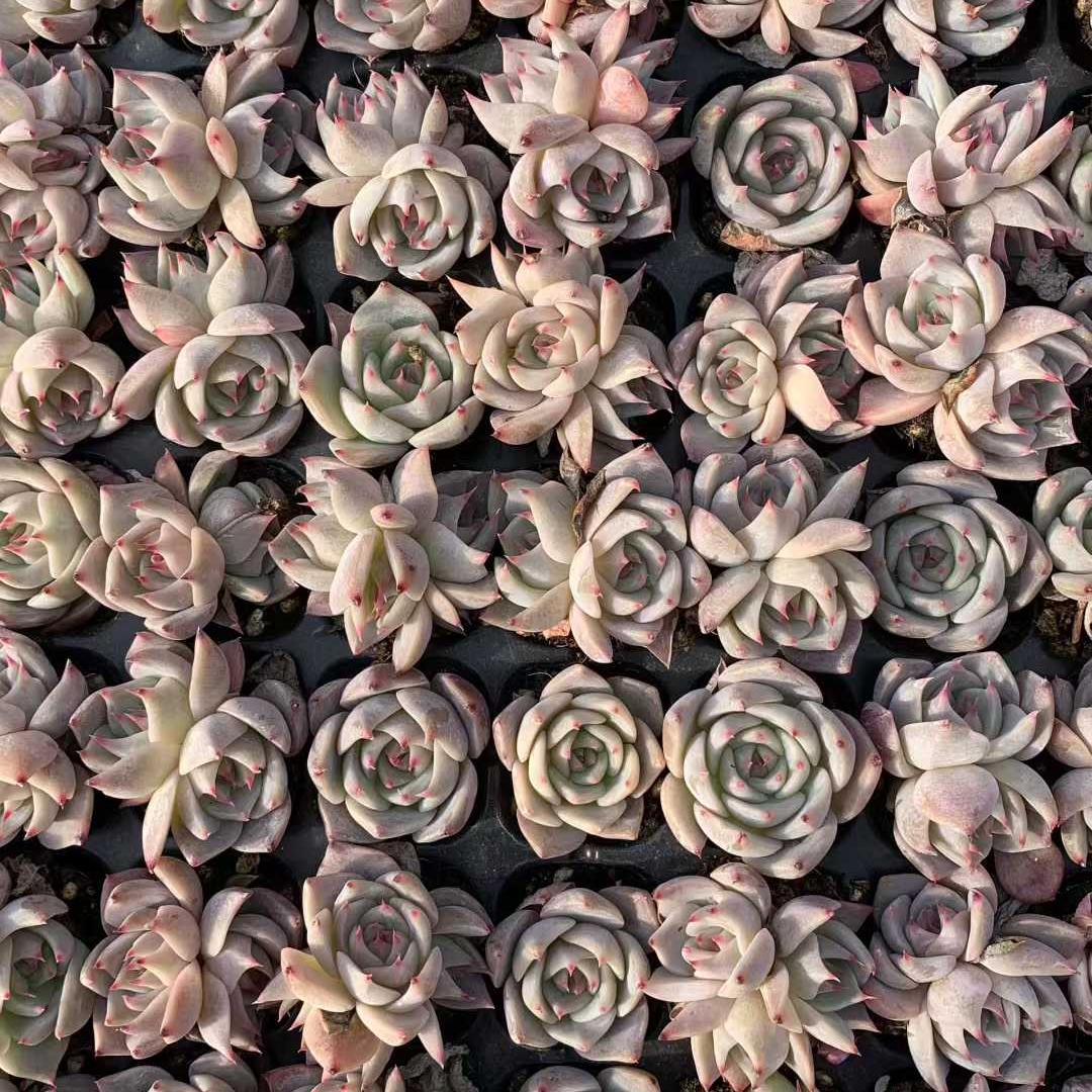 25735 ピキャッチュー